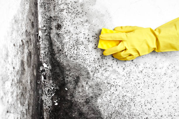 Best Crawl Space Mold Removal  in Copiague, NY