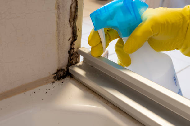 Best Emergency Mold Removal  in Copiague, NY