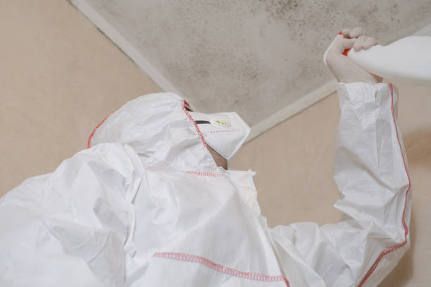 Best Attic Mold Removal  in Copiague, NY