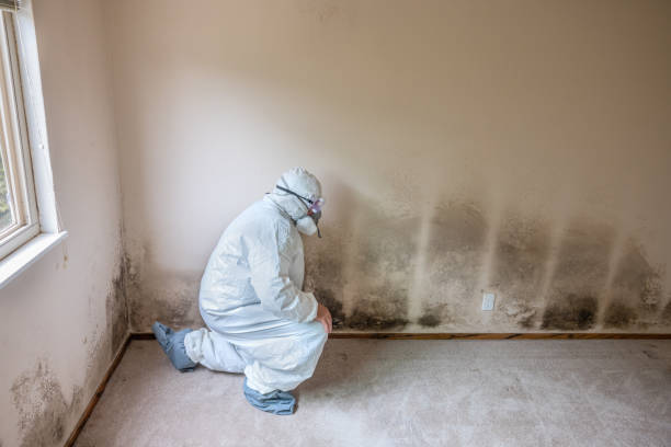 Mold Removal and Inspection in Copiague, NY