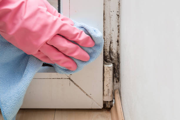 Best Mold Removal and Inspection  in Copiague, NY